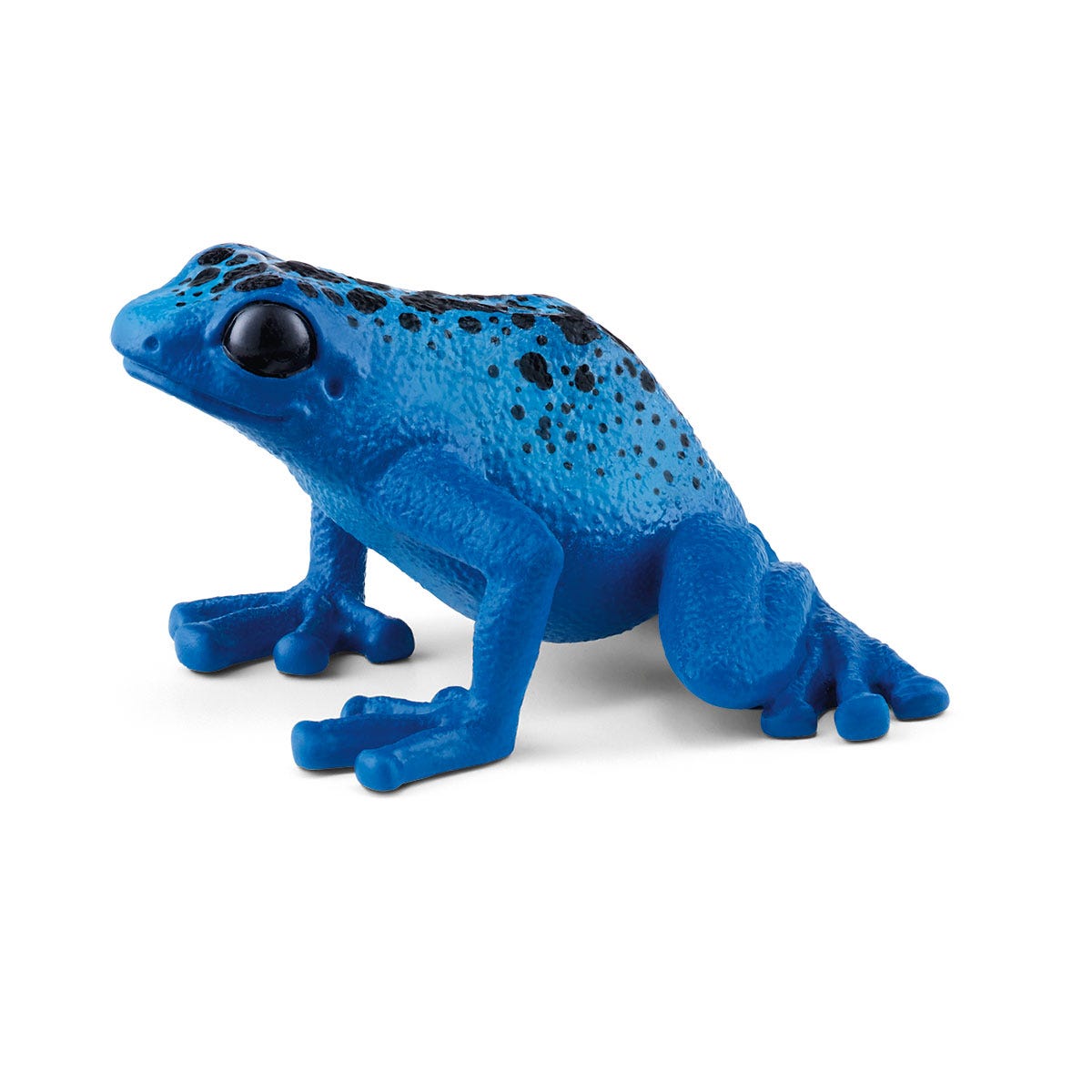Blauer Pfeilgiftfrosch