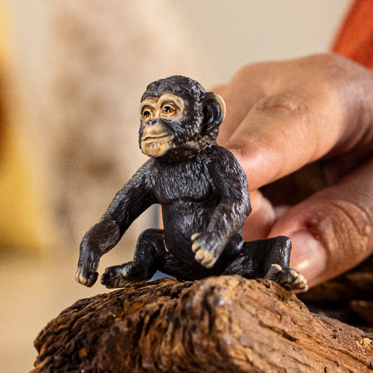 Jeune Chimpanzé