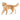 Golden Retriever, femelle