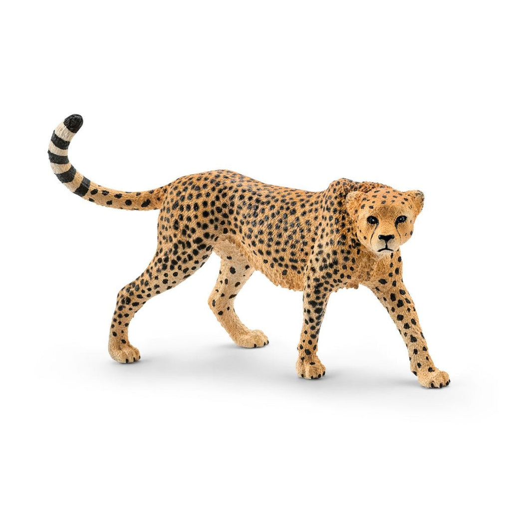 Schleich WILD LIFE Guépard Femelle, Figurine 3 an(s), Safari, Wild animals / adventure toys, Multicolore, Plastique Schleich WILD LIFE Guépard Femelle, Figurine 3 an(s), Safari, Wild animals / adventure toys, Multicolore, Plastique