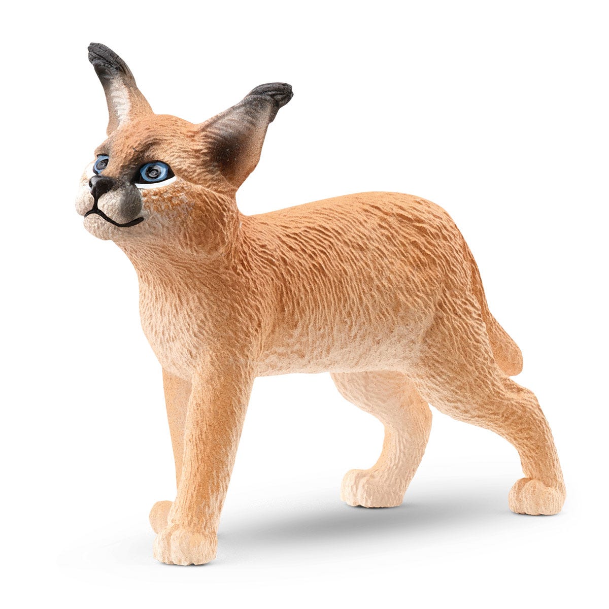 Jeune Caracal