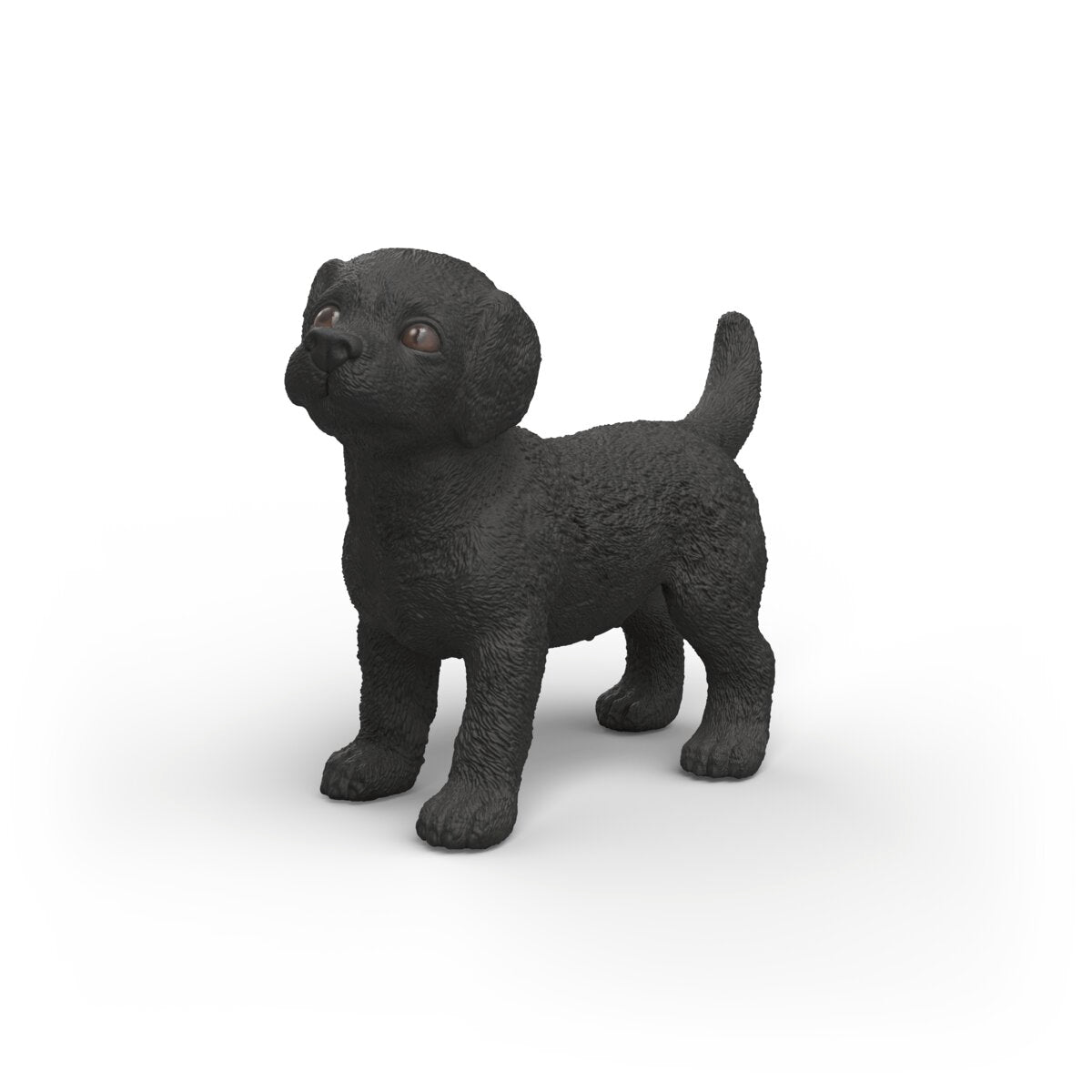 Chiot Labrador Retriever noir