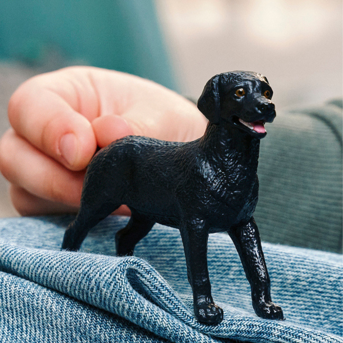 Labrador Retriever femelle noir